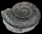 Dactylioceras Ammonite Fossil - England #52652-1
